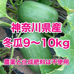 神奈川県産 冬瓜 (姫冬瓜) 9〜10kg (農薬と化成肥料は不使用) トウガン