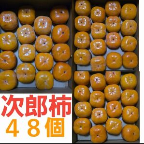 愛知県産 次郎柿 青秀 M 48個入り