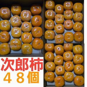 愛知県産 次郎柿 青秀 M 48個入り