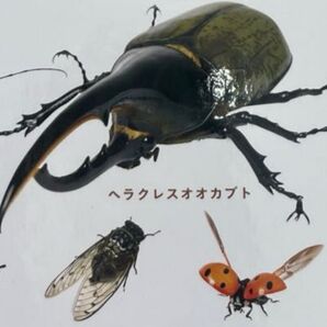 【カバーなし】じぶんでよめるこんちゅうずかん 対象年齢3~6歳 むしのなかま146しゅるい! 成美堂出版編集部/編著