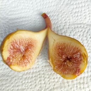 【太さ1.0~2.0cm程度】イチジク(LSU O’Rourke)挿し木用穂木2本