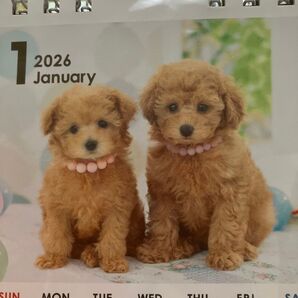 2026年卓上タテ型カレンダー 可愛いわんちゃん