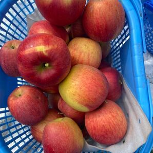 青森県弘前市産規格外シナノスィートサイズ混合1