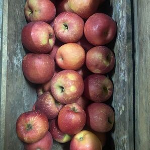 青森県弘前市産 葉取らず弘前フジ良品色 サイズ混合3