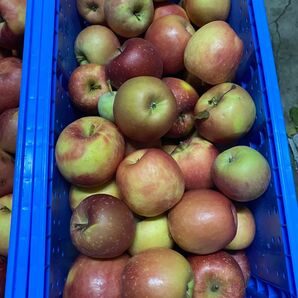 青森県弘前市産規格外葉取らず弘前フジサイズ混合1