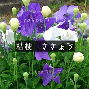 桔梗 花の種 2色混合 100粒以上 宿根草
