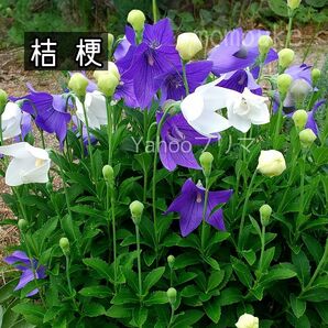 桔梗 花の種 100粒以上 宿根草