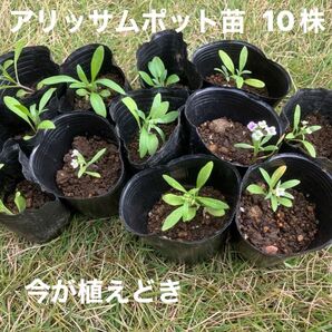 アリッサム苗 花苗 混合 10株 寄せ植え 花壇 ガーデニング 秋植え ポット苗