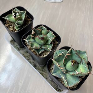 71 アガベ中株3株まとめ売り SAD、魔丸、ジャガーノート 多肉植物