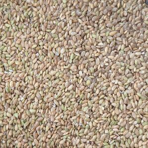 令和7年産コシヒカリ くず米10kg