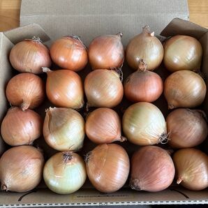 44○北海道産 減農薬玉葱 Sサイズ20個 宅急便コンパクト