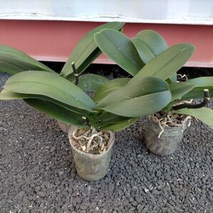 2株セット 胡蝶蘭株 白 大輪【送料無料】