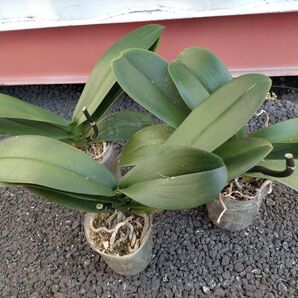 3株セット 胡蝶蘭株 白 大輪【送料無料】