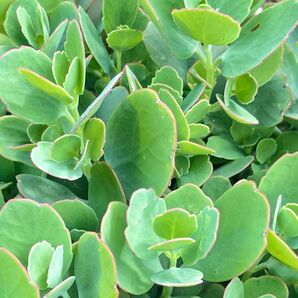 多肉植物 胡蝶の舞カット苗