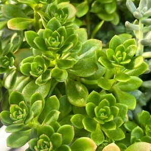 多肉植物☆セダム ルテオヴィリデ10本カット苗