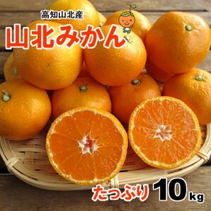 高知のブランドみかんがお買い得♪ご家庭用 高知産 山北みかん サイズおまかせ 約10㎏