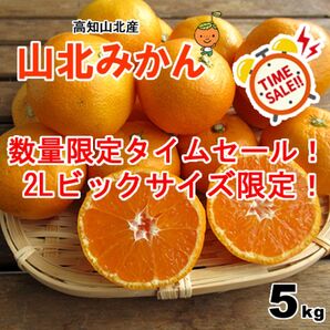 ☆タイムセール☆ブランドみかんがお買い得♪高知特産 山北みかん 2Lサイズ約5㎏