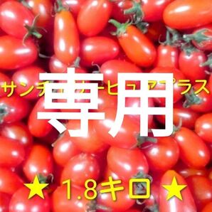もうすぐ終了!訳あり不揃いミニトマト「サンチェリーピュアプラス」1.8キロ
