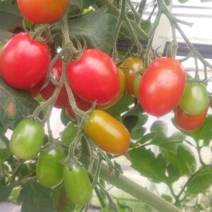 もうすぐ終了!訳あり不揃いミニトマト「サンチェリーピュアプラス」1キロ