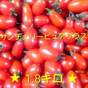 もうすぐ終了!訳あり不揃いミニトマト「サンチェリーピュアプラス」1.8キロ