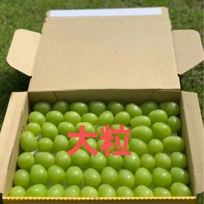 長野県産 大粒シャインマスカット 1kg