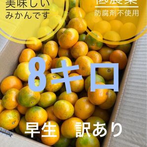 和歌山 宮川 早生 みかん 防腐剤不使用 低農薬 訳あり 家庭用