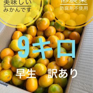 和歌山 早生 みかん 訳あり 家庭用 低農薬