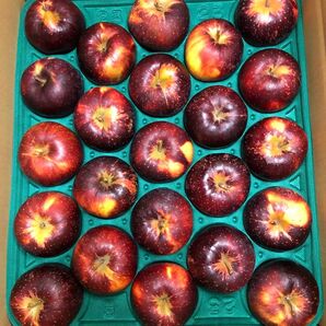 秋田県 横手市産りんご 秋映/あきばえ 23個