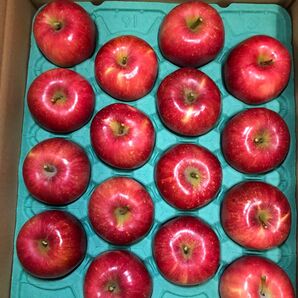 秋田県 横手市産 早生ふじ 昂林(こうりん) 16個