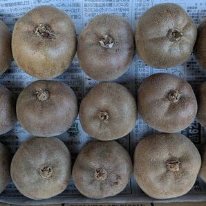 山形県産アップルキウイフルーツ 小玉