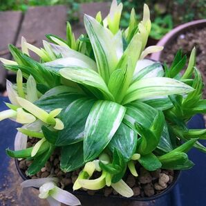 【激安】恋の華錦 白斑多め 美斑 子株多数 斑入り ハオルチア 良株 美株 多肉植物 観葉植物 インテリア モリモリ増えます