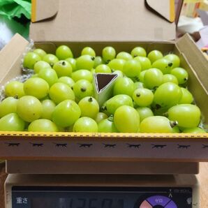 冷蔵庫出し 山形県産 訳ありシャインマスカット 粒