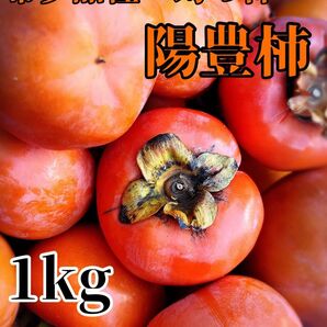 柿 富有柿 陽豊 1キロ以上 幻の柿 希少 数は変動