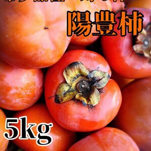 柿 富有柿 陽豊 5キロ以上 幻の柿 希少 数は変動