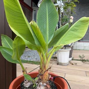 バナナ苗 チュウキンレン ちょっと大き目 苗 バナナに似てる 果実は食べられません 一年中室外