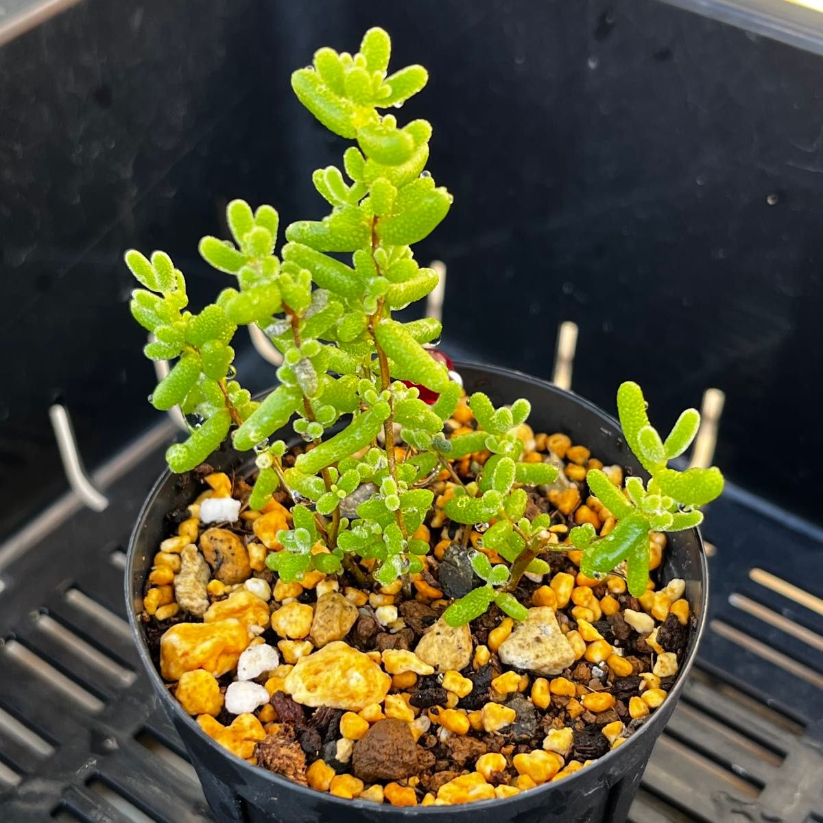 新入荷 多肉植物 ドロサンテマム キラキラ アイスオレンジ 抜き苗 1株