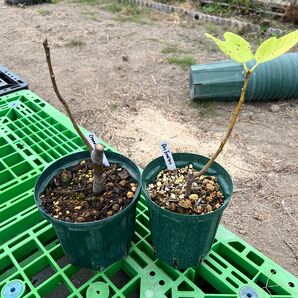 お問い合わせ イチジク 苗木 3種