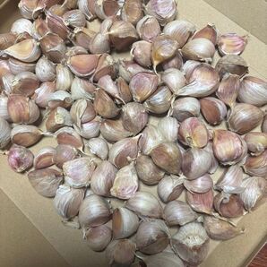 令和7年度産無農薬ニンニク、バラ、約900グラム