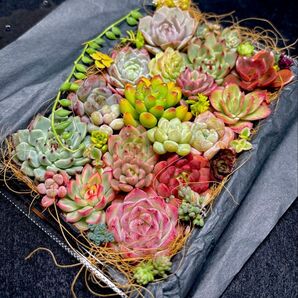 全部名前付き!多肉植物★エケベリア等21個とセダムカット苗詰め合わせセット★人気品種入り★韓国苗★ぷっくりカワイイ★寄せ植えに!