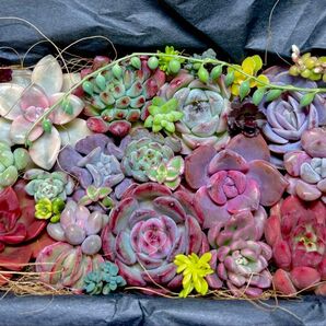 ブラックフライデーセール!全部名前付き!多肉植物★エケベリア等とセダムカット苗詰め合わせセット①★レア・人気品種入り★韓国苗★
