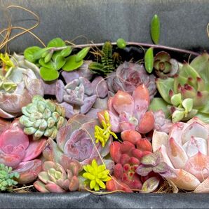 『純白様』専用確認画面になります!