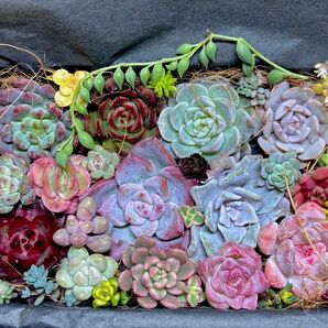 ブラックフライデーセール!全部名前付き!多肉植物★エケベリア等とセダムカット苗詰め合わせセット②★高級・レア・人気品種入り★韓国苗