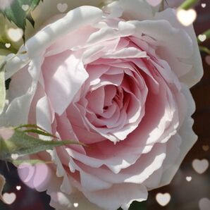 レア【バラ挿木苗】 廃盤 DA ER ロードリーオベロン 妖精王のバラ 苗 ⑧