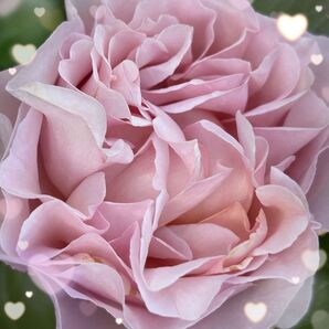 レア【バラ挿木苗】 ショコラロマンティカ 切花品種 入手困難 希少 バラ 苗 ⑩