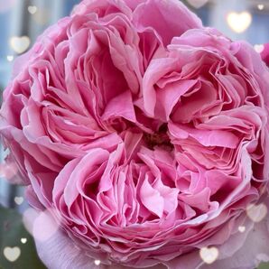 レア【バラ挿木苗】 DA ER 切花品種 イングリッシュローズ バラ 苗 ⑩