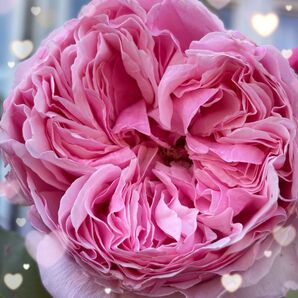 レア【バラ挿木苗】 DA ER 切花品種 イングリッシュローズ バラ 苗 ⑤