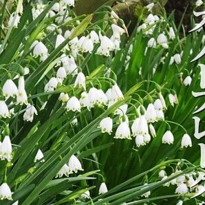 スノーフレークの特大サイズ球根 スズランスイセン