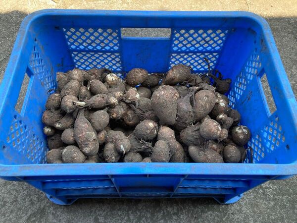 1kgねっとり 新物 里芋 石川早生 さといも サトイモ 農家直送 有機栽培 農薬不使用 1kg