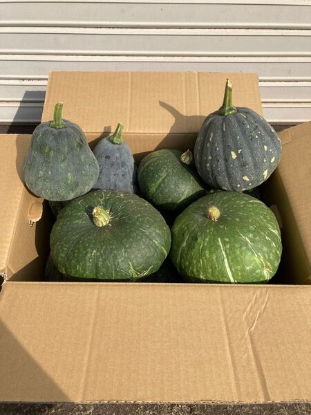 1 10kg甘い かぼちゃ 10kg 農家直送 農薬除草剤不使用 有機栽培 カボチャ 南瓜