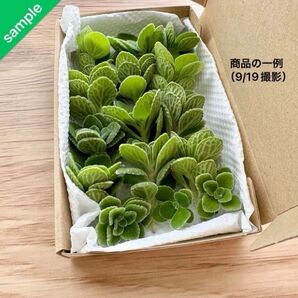 【お得用】アロマティカス 多肉植物 挿し木用カット苗セット 12本+おまけ付き【ご購入後に摘みたてをご用意します】